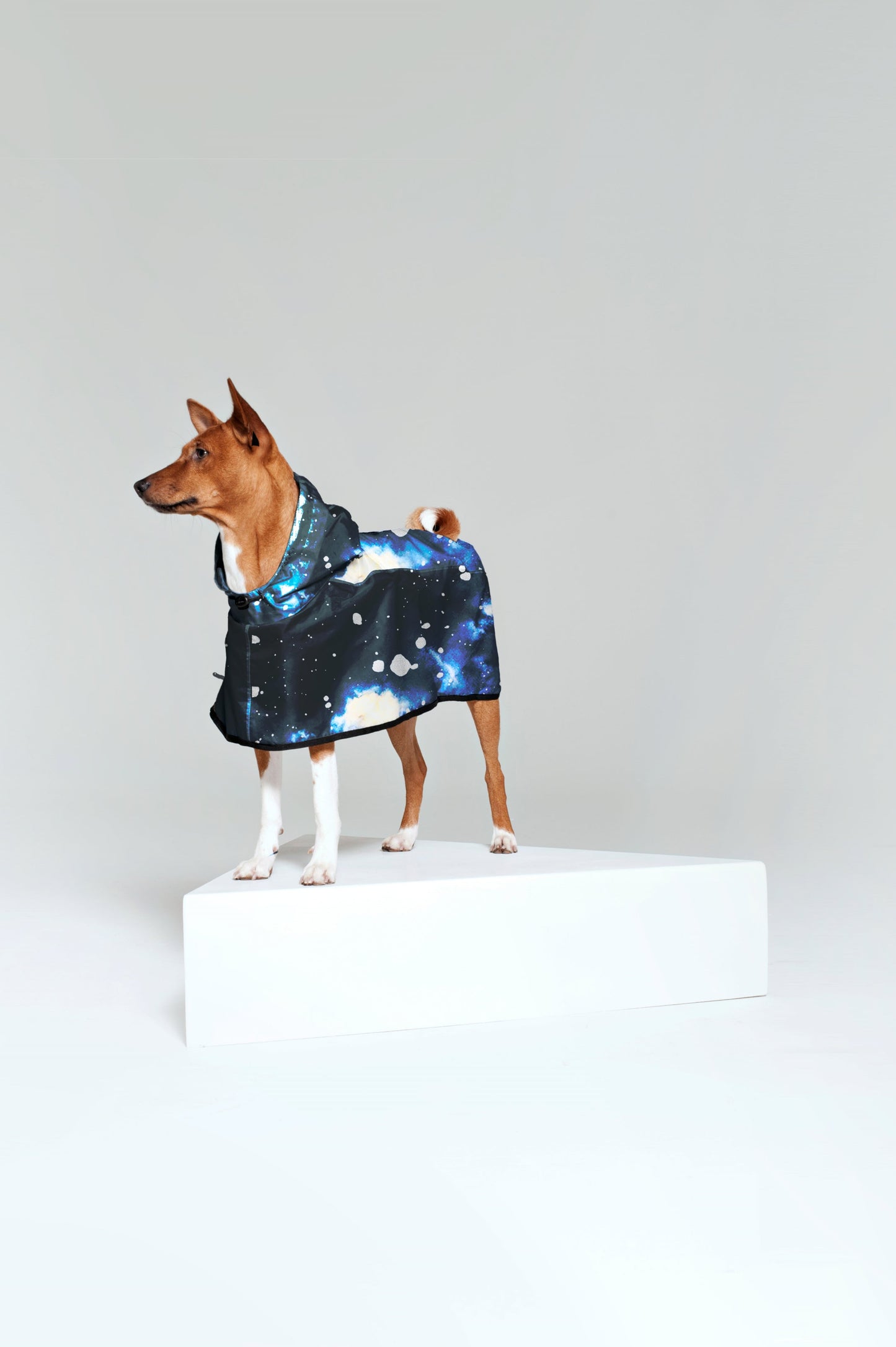 Dog poncho Starry Night